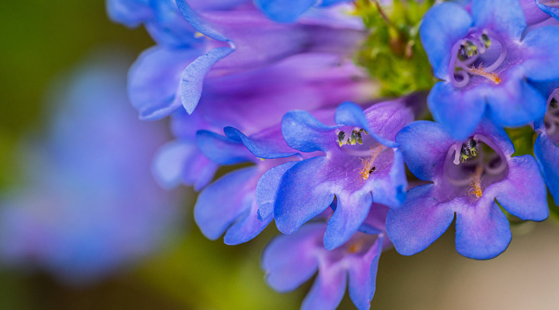 Blue Penstemon close up