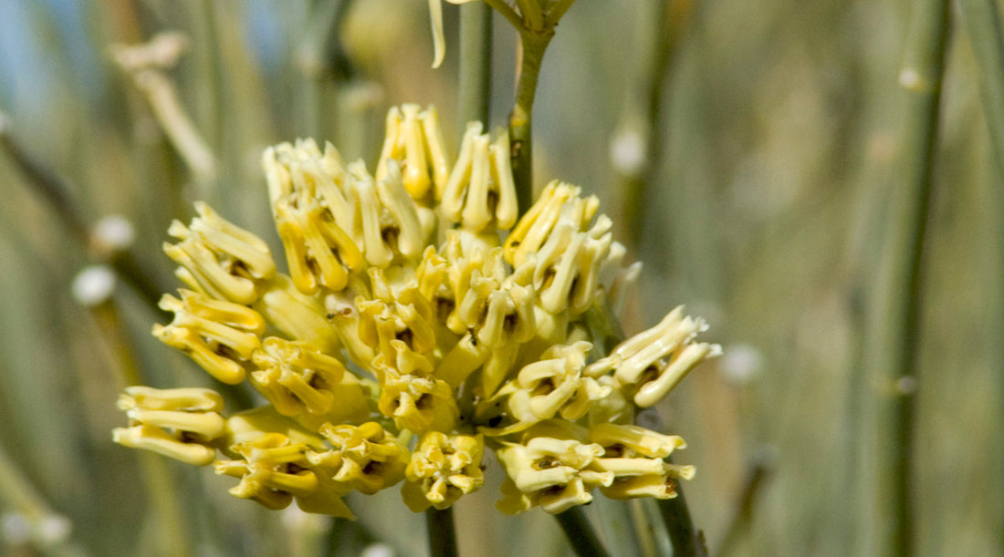 DESERT MILKWEED FLOWER ESSENCE