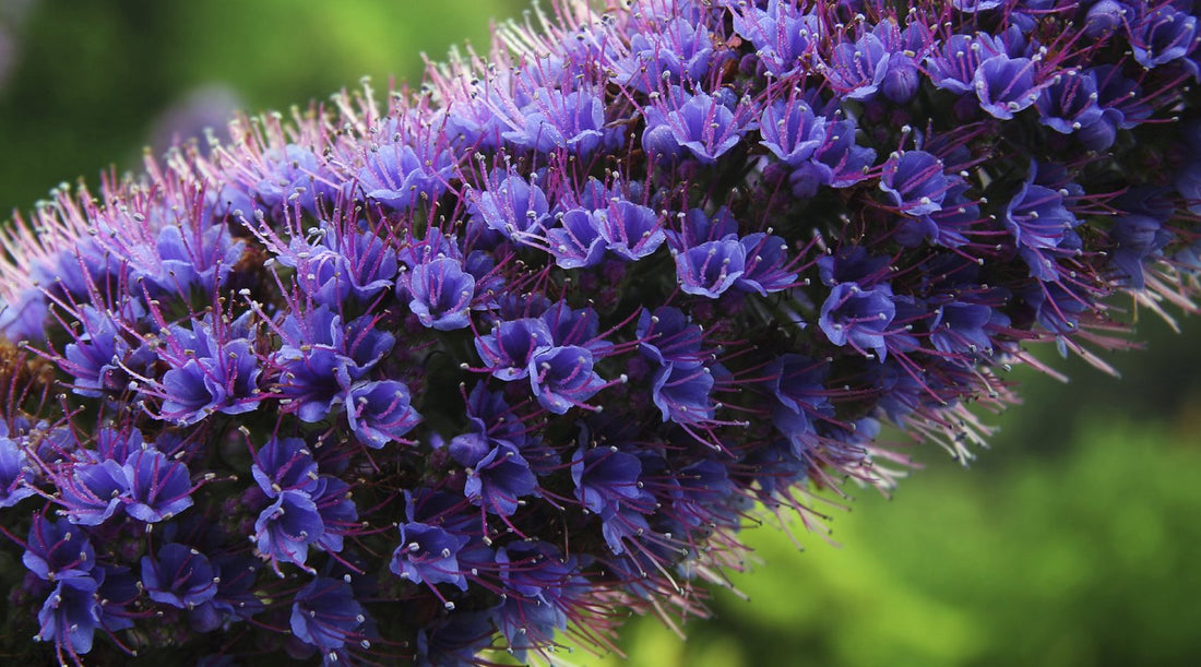 PRIDE OF MADEIRA FLOWER ESSENCE