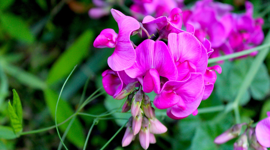 SWEET PEA FLOWER ESSENCE