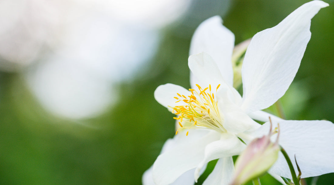 white columbine flower essence LOTUSWEI