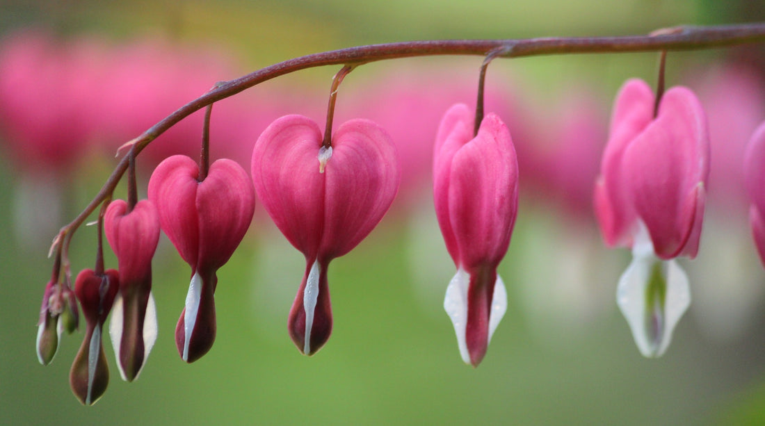 bleeding heart LOTUSWEI flower essences