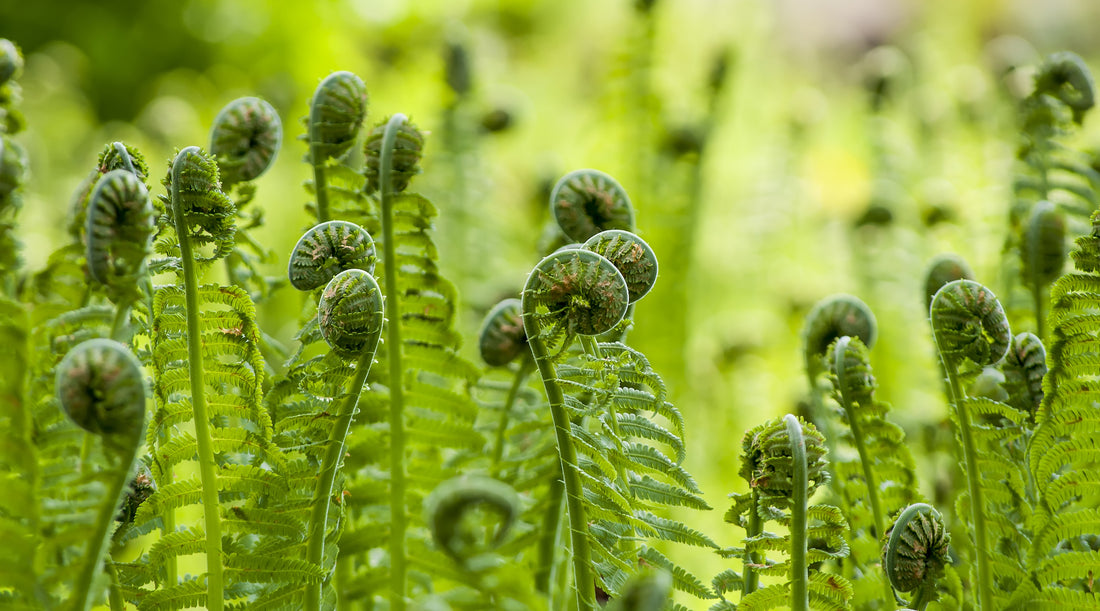 EAGLE FERN FLOWER ESSENCE