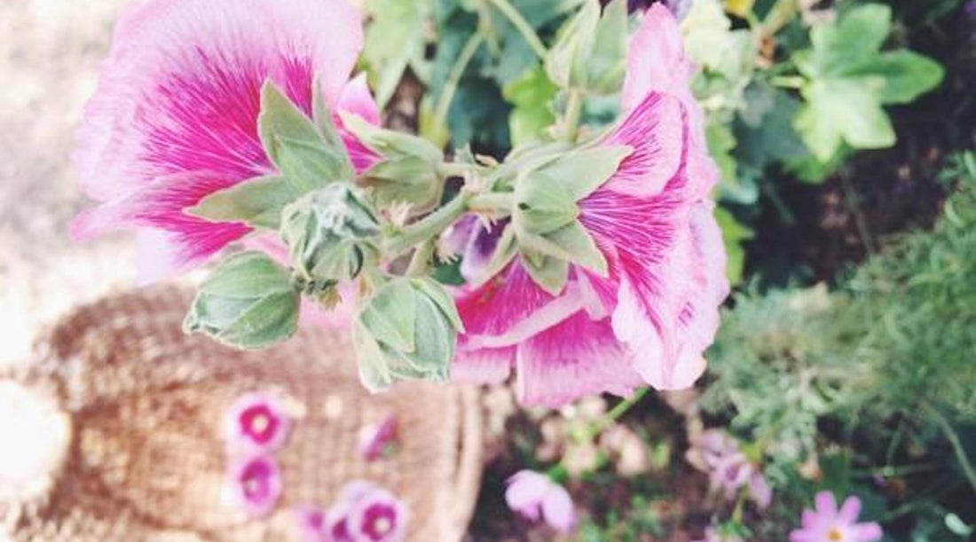 GARDEN TREASURES + HEALING RITUALS