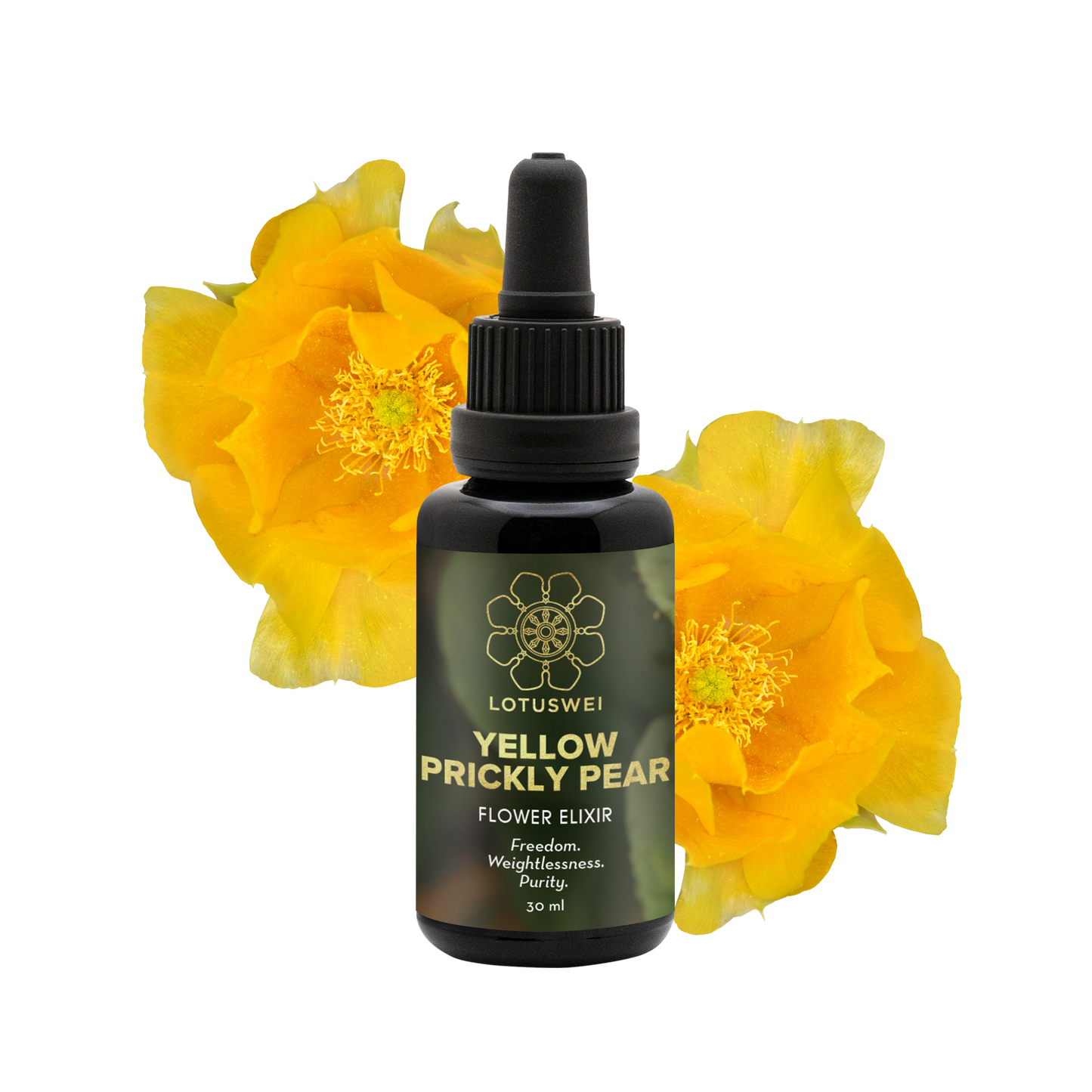 Yellow Prickly Pear Flower Elixir