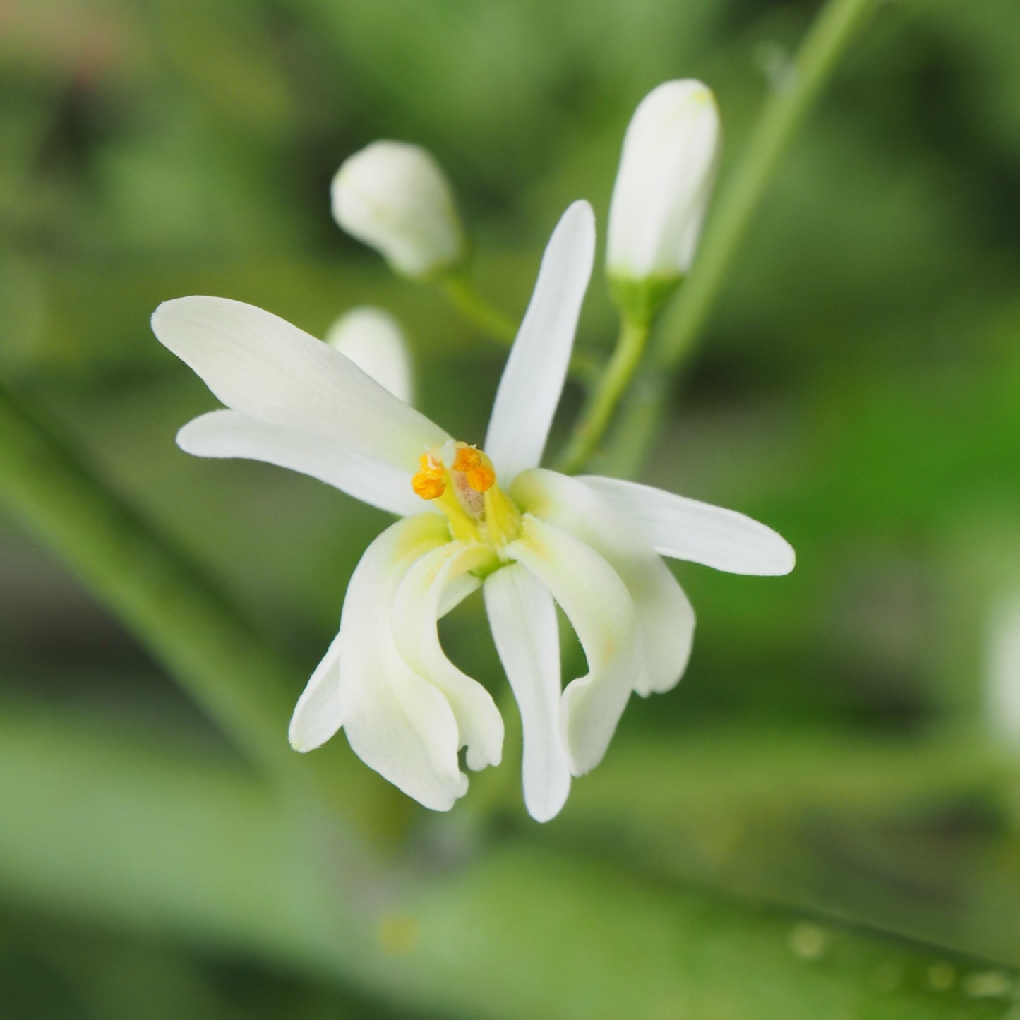FLOWEREVOLUTION