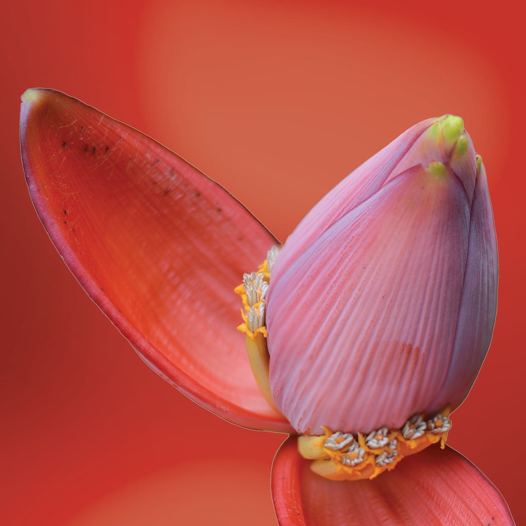 banana blossom LOTUSWEI flower essences