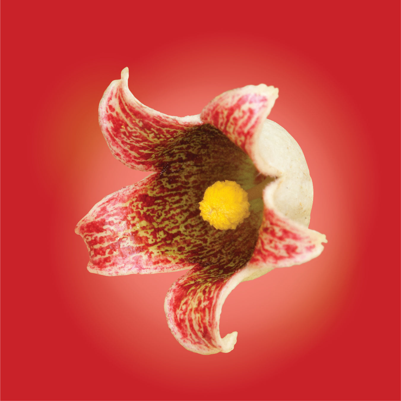 Bottle Tree Flower Elixir