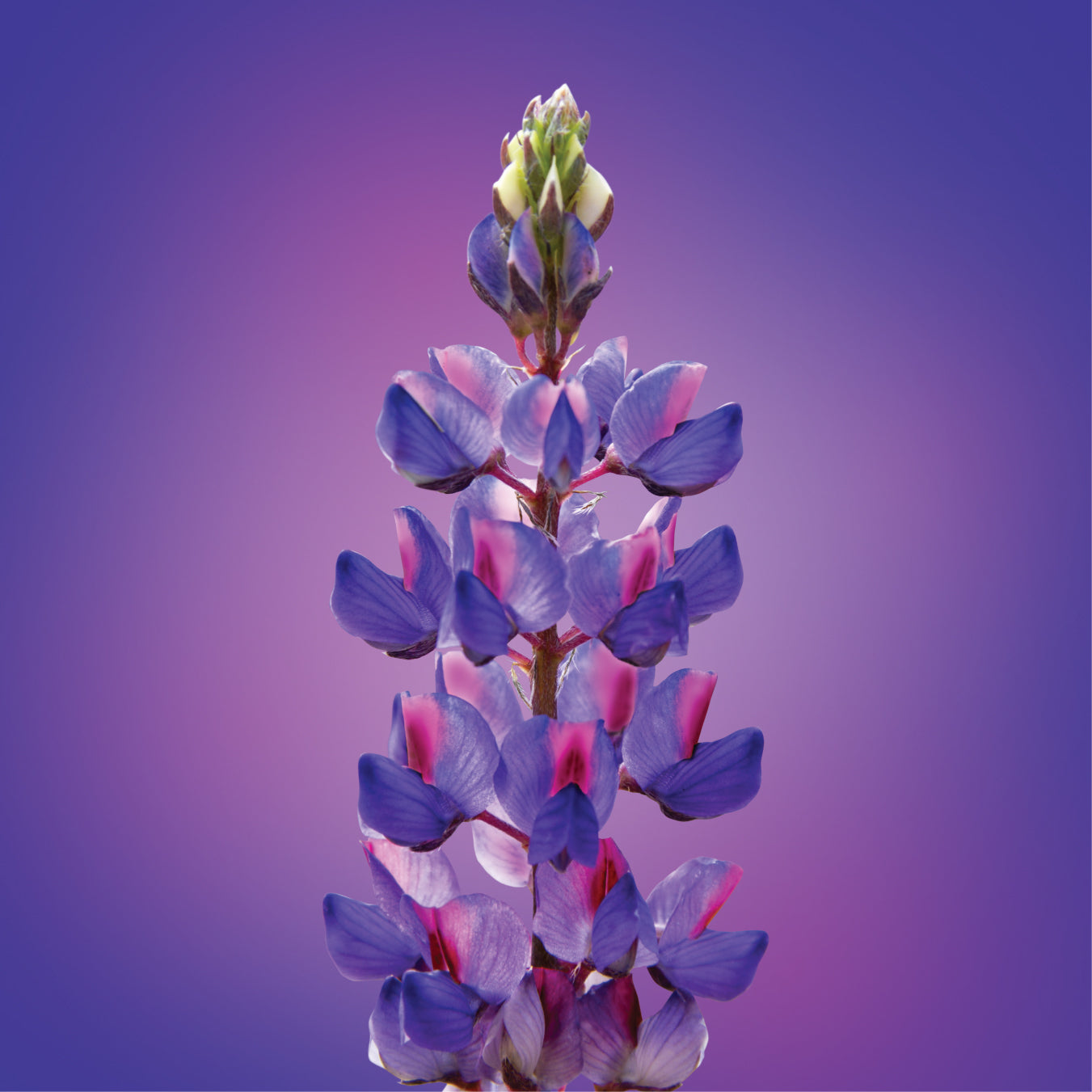 Desert Lupine Flower Elixir
