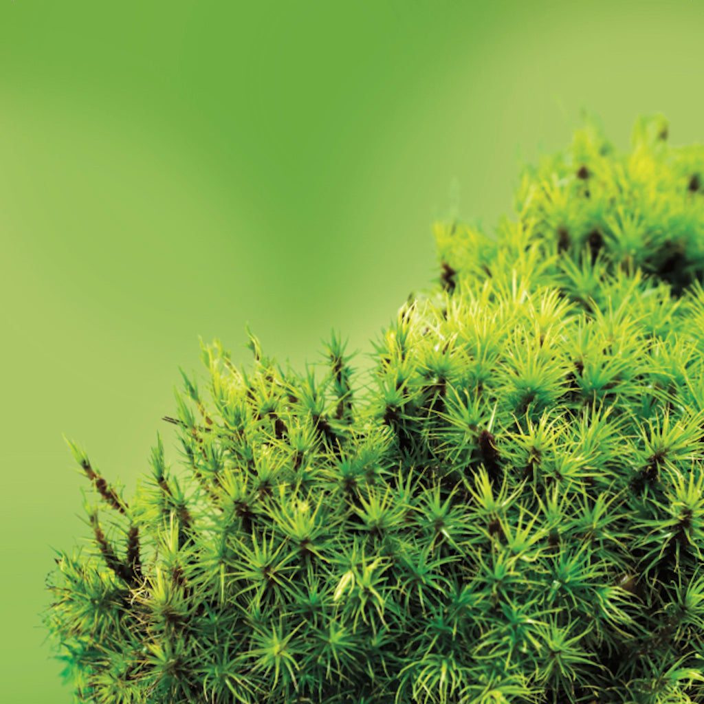 Icelandic Moss LOTUSWEI flower essences