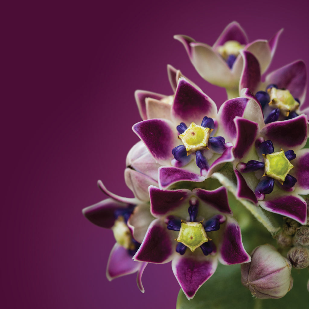 Crown Flower Elixir
