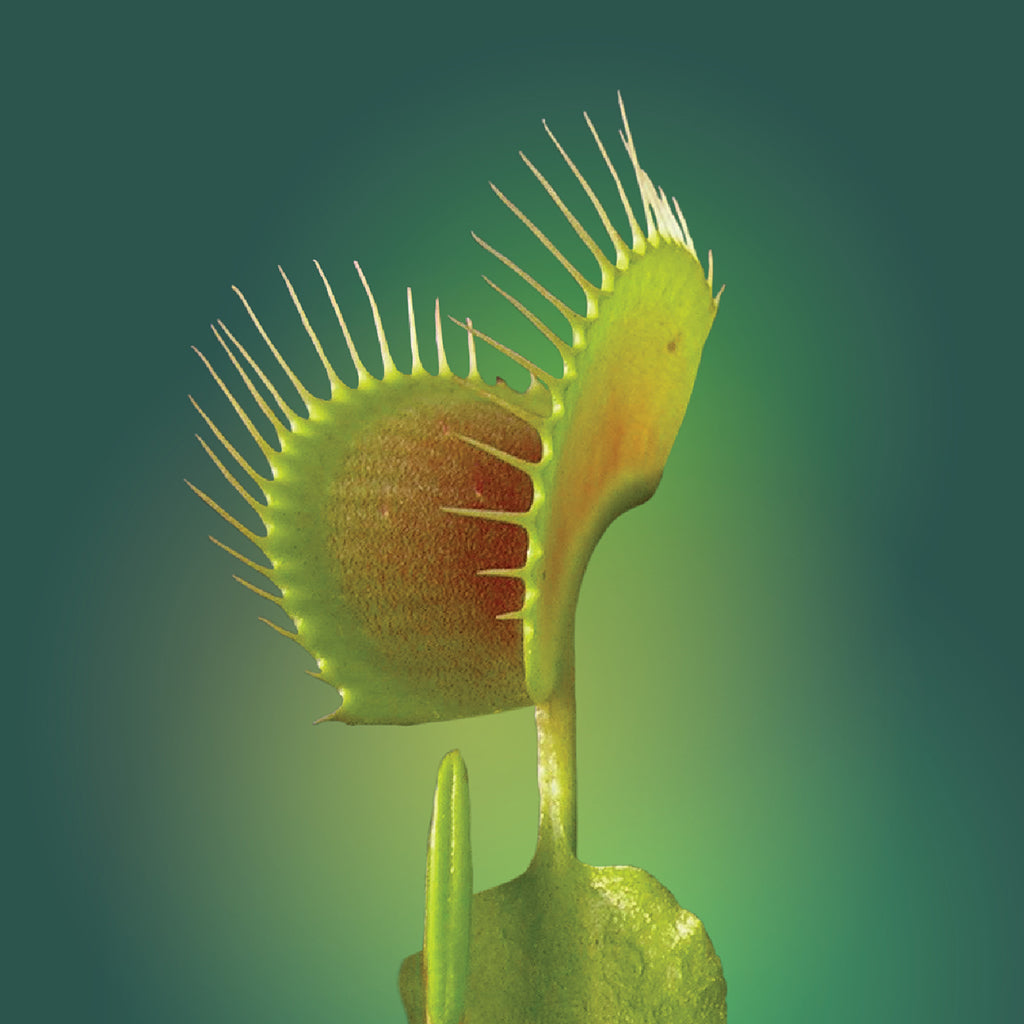 Venus Flytrap Flower Elixir