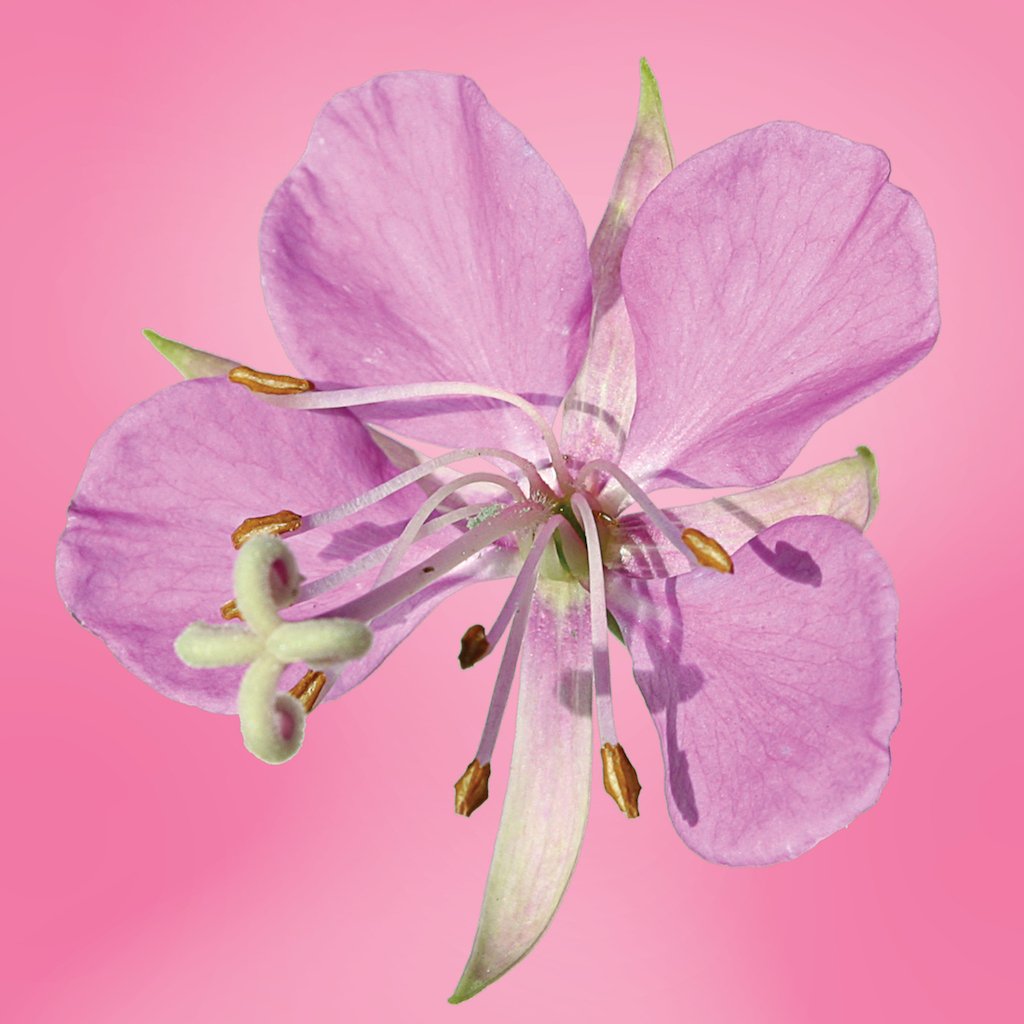 Wild Fireweed flower essence LOTUSWEI flower essences