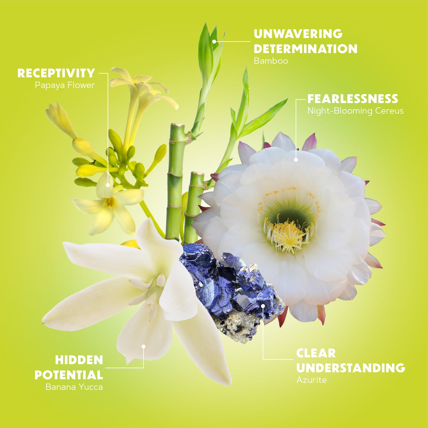 Full Bloom Mist