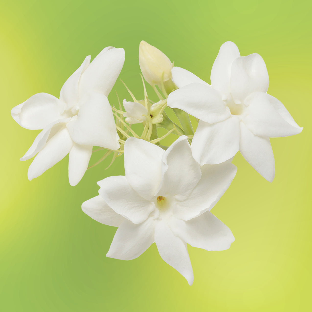 jasmine flower essence LOTUSWEI flower essences