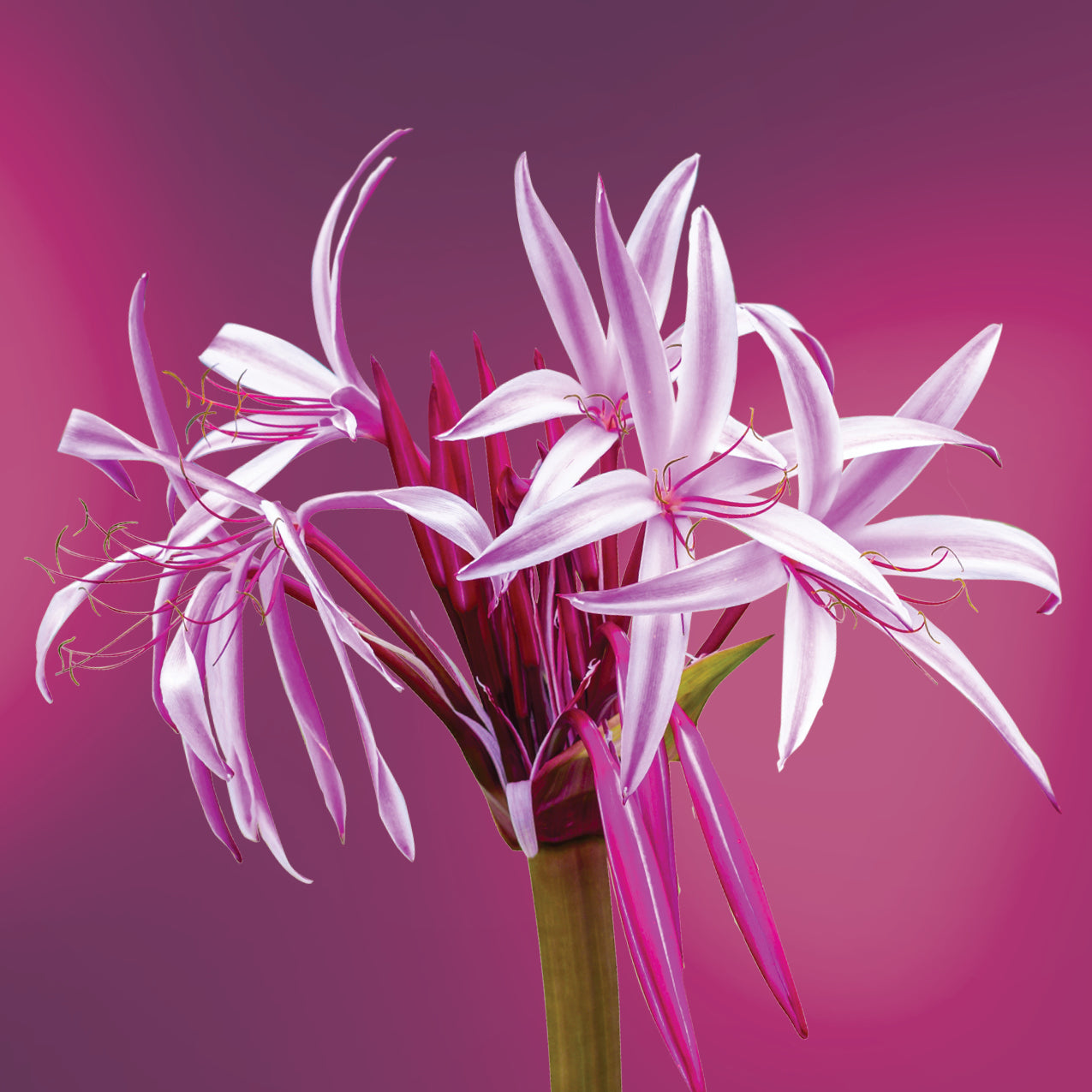giant spider lily LOTUSWEI flower essences