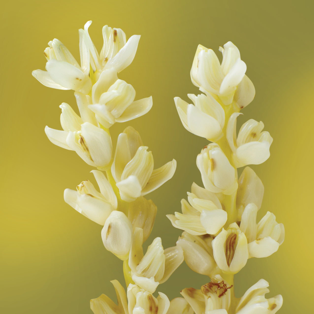 date palm flower essence LOTUSWEI flower essences