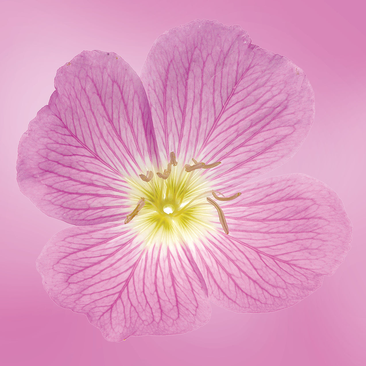pink primrose flower essence LOTUSWEI flower essences