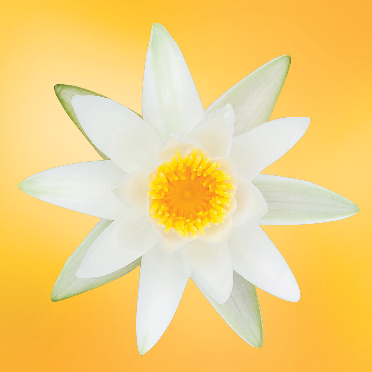 white water lily flower essence LOTUSWEI flower essences