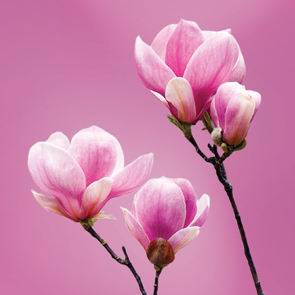 Pink Magnolia flower essence LOTUSWEI flower essences