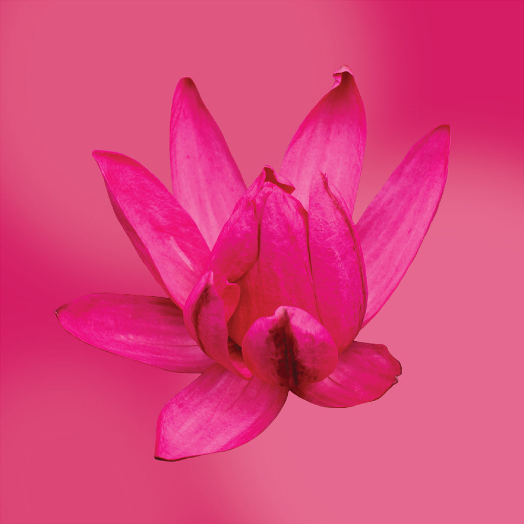 red cup water lily flower card LOTUSWEI flower essences