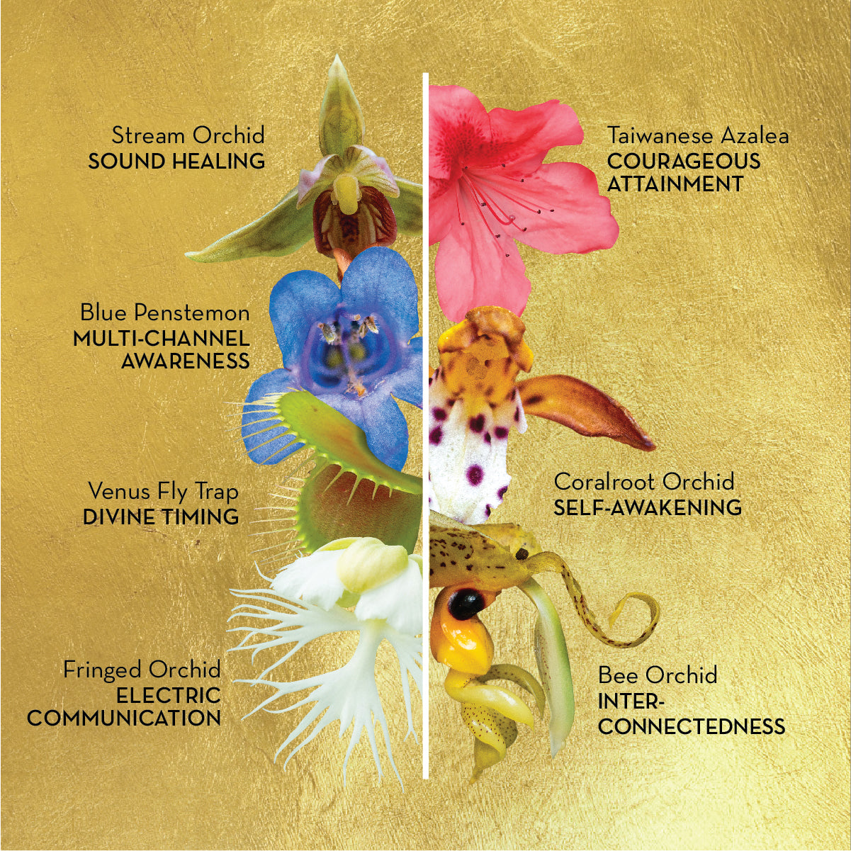 Sacred Awareness