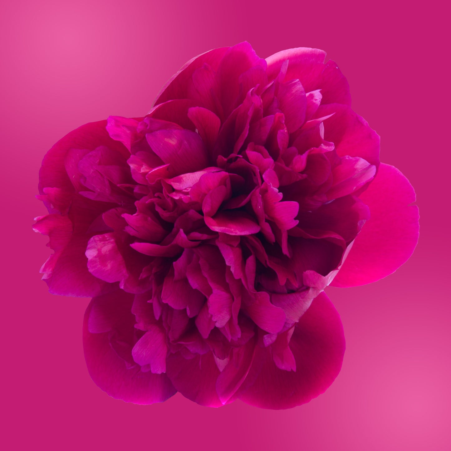 peony flower essence LOTUSWEI flower essences