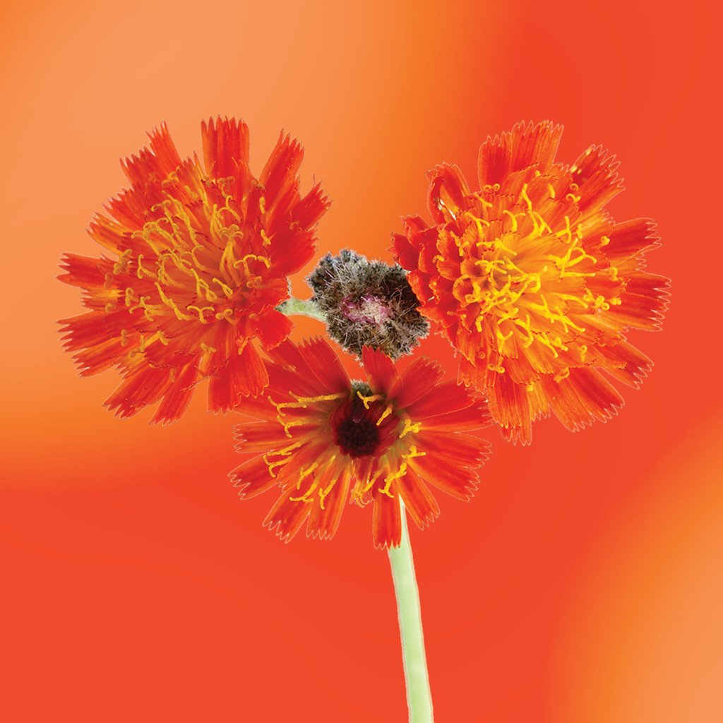 Orange Hawkweed flower essence LOTUSWEI flower essences