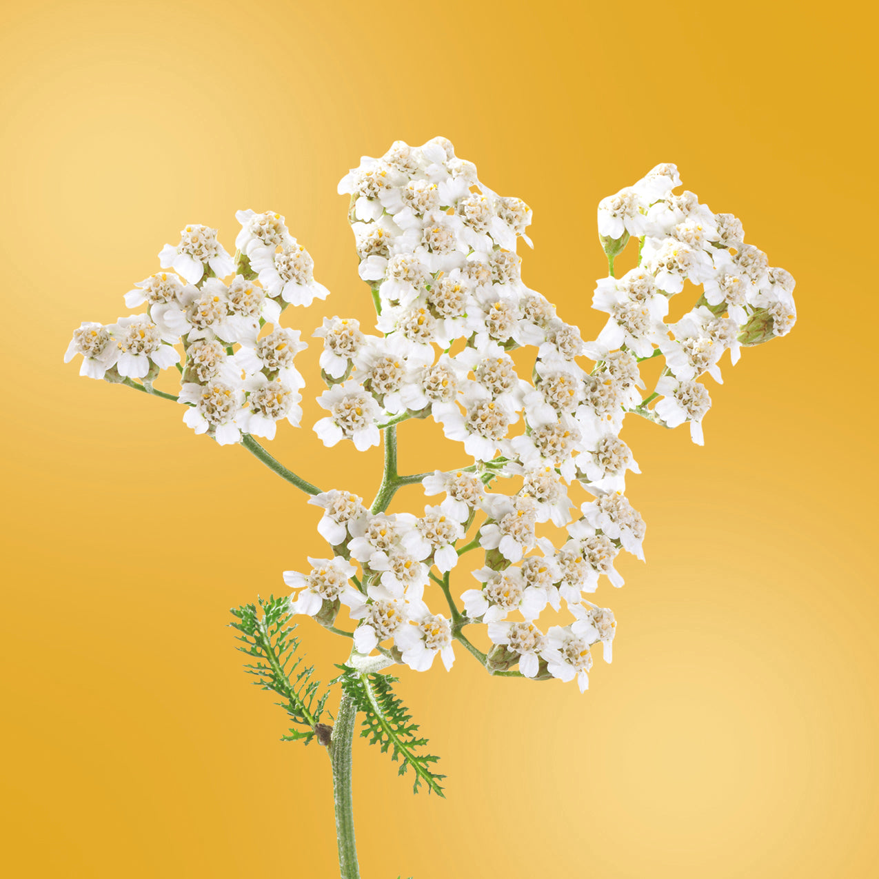 Yarrow LOTUSWEI flower essences