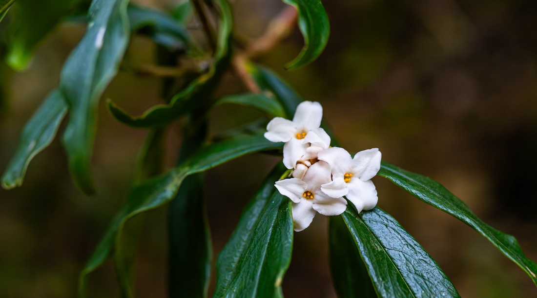 NEPALI DAPHNE FLOWER ESSENCE