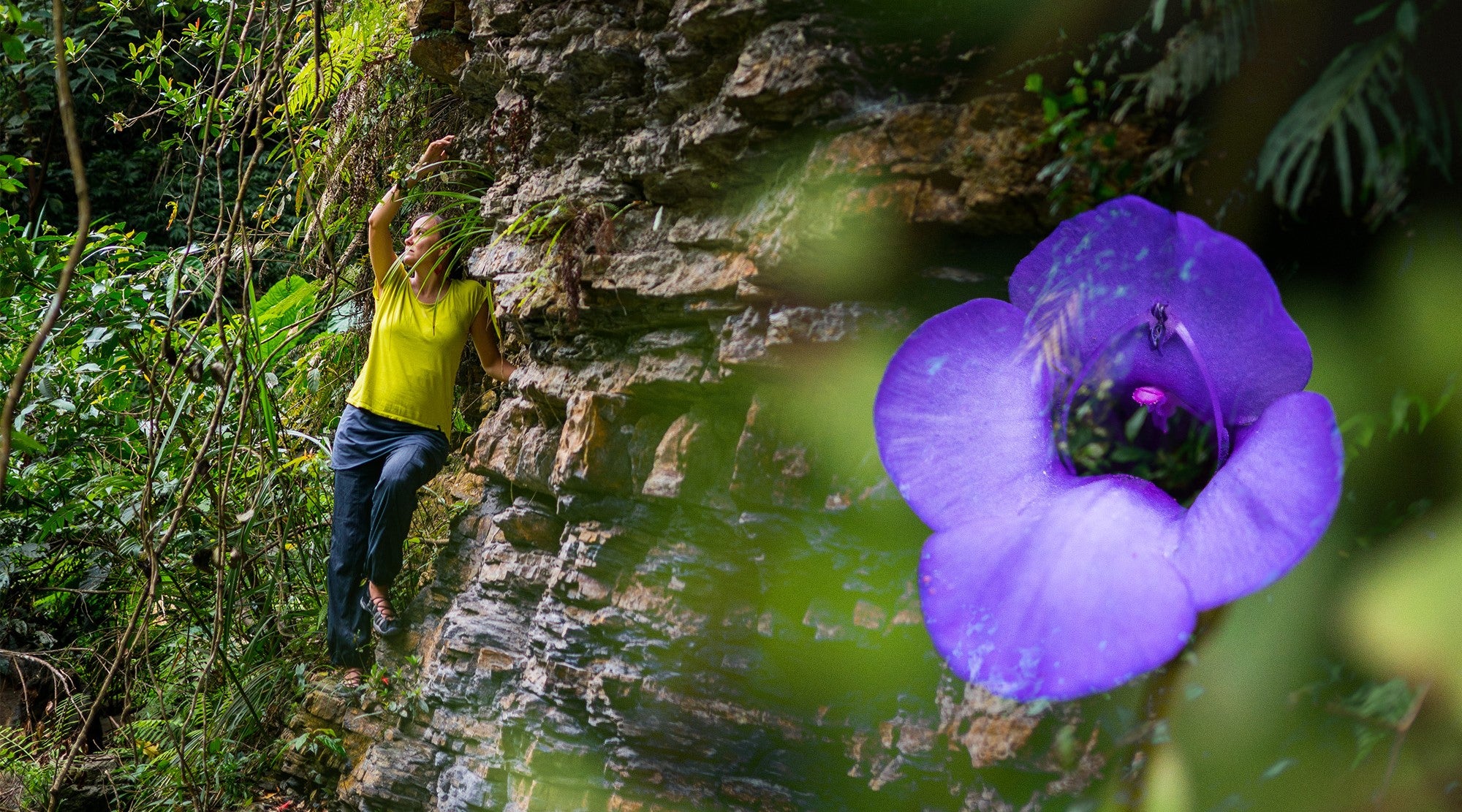 FLOWER ESSENCES IN AWAKENED UNDERSTANDING