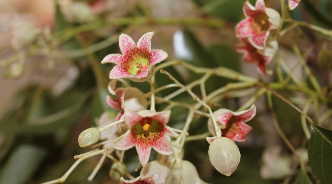 BOTTLE TREE FLOWER