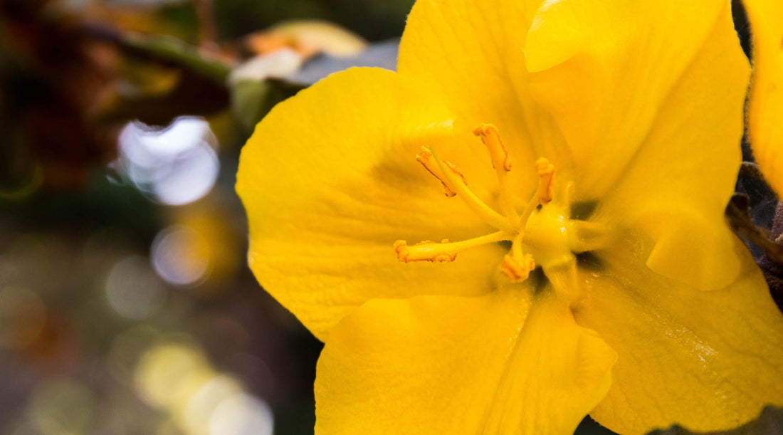 CALIFORNIA GLORY FLOWER ESSENCE