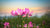 lotus flower field LOTUSWEI flower essences