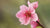 nectarine blossom LOTUSWEI flower essences