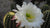 night blooming cereus desert flower LOTUSWEI flower essences