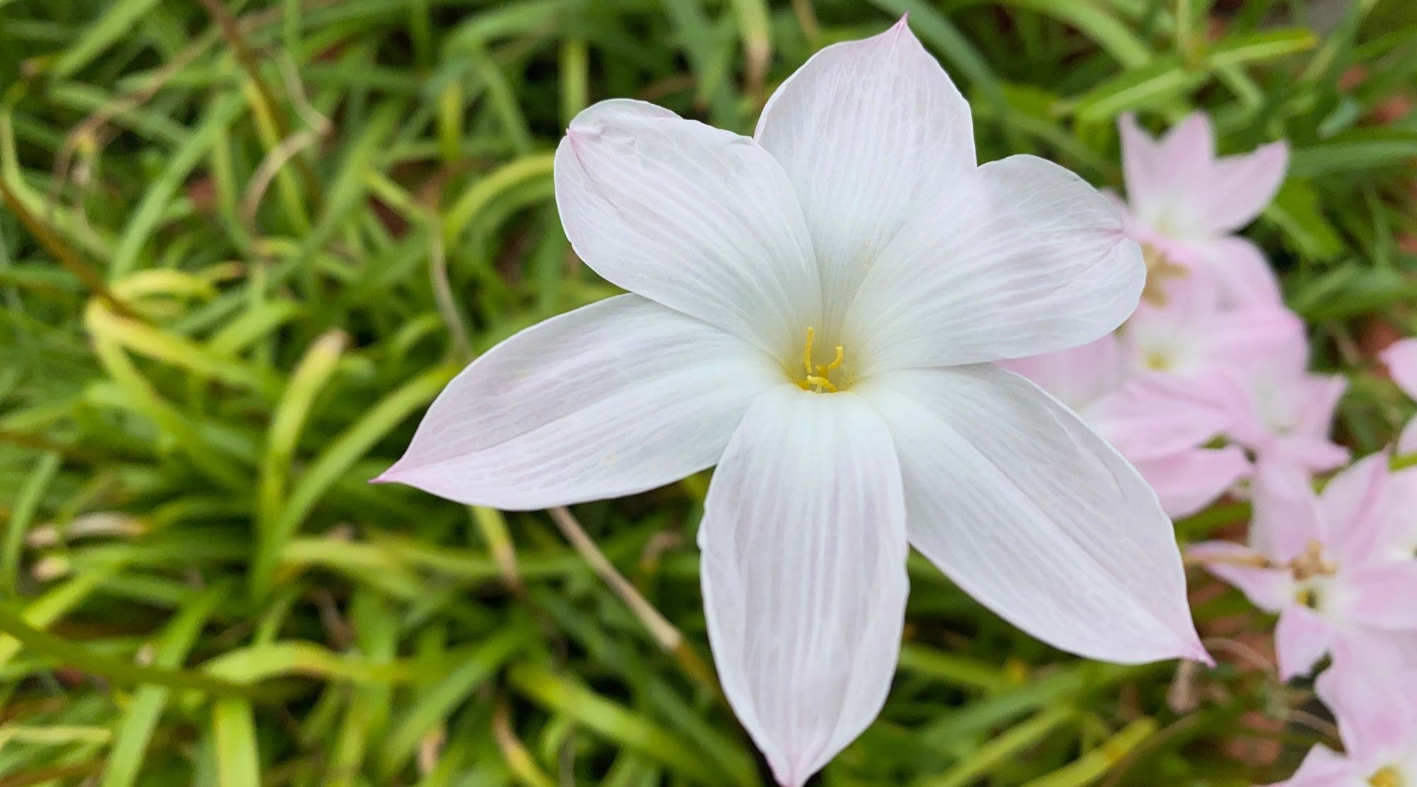 RAIN LILY FLOWER ESSENCE