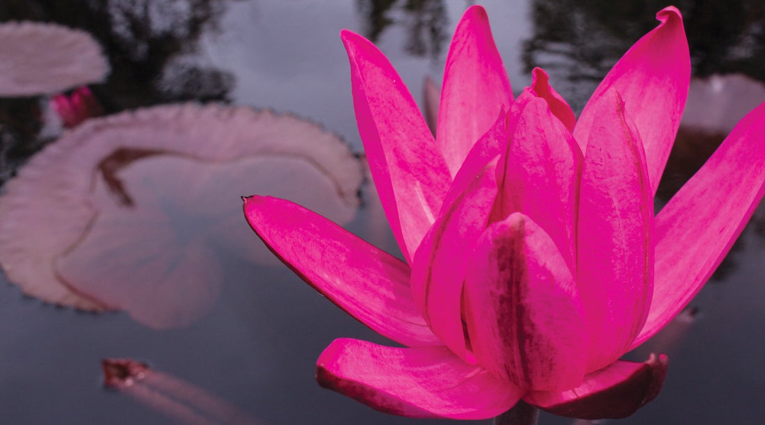 Red Cup Water Lily