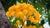 saraca LOTUSWEI flower essence naples botanical garden