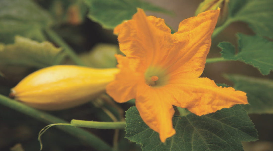 squash blossom recipe