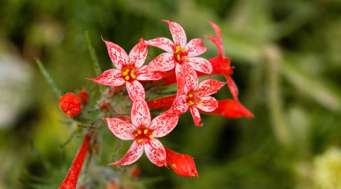 SKYROCKET FLOWER ESSENCE