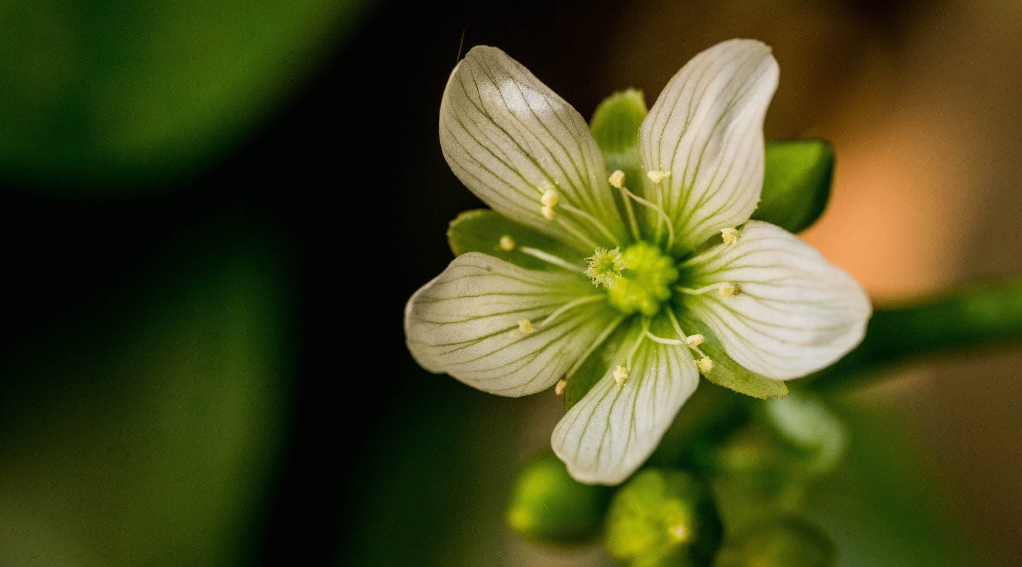 venus flytrap flower essence