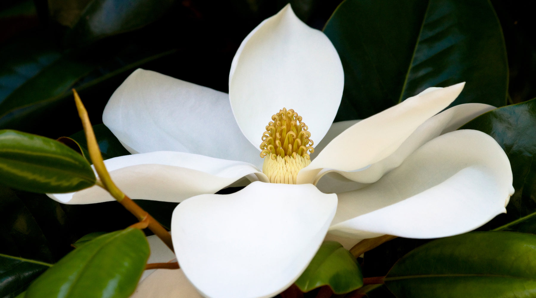 white magnolia LOTUSWEI flower essences