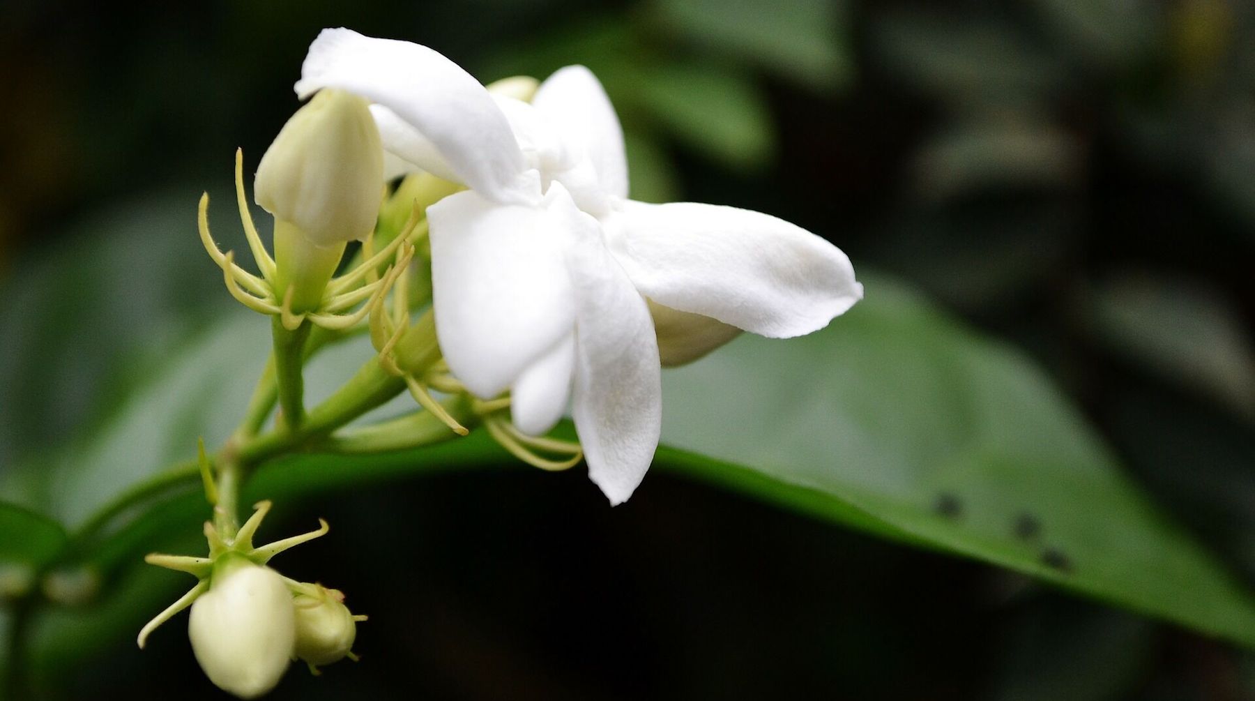 jasmine blossom LOTUSWEI flower essences