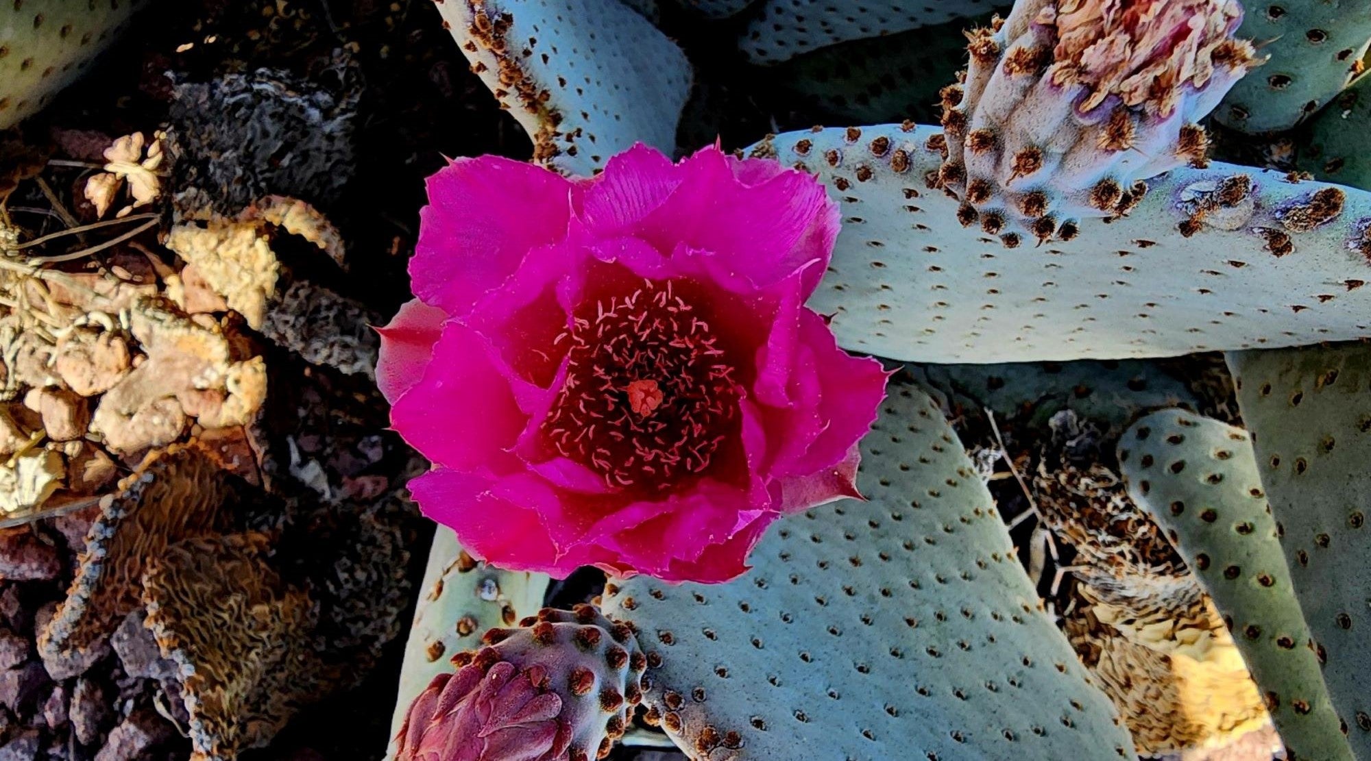 PINK PRICKLY PEAR FLOWER ESSENCE