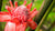 pink torch ginger flower essence LOTUSWEI flower essences