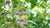 spotted bee balm flower LOTUSWEI flower essences