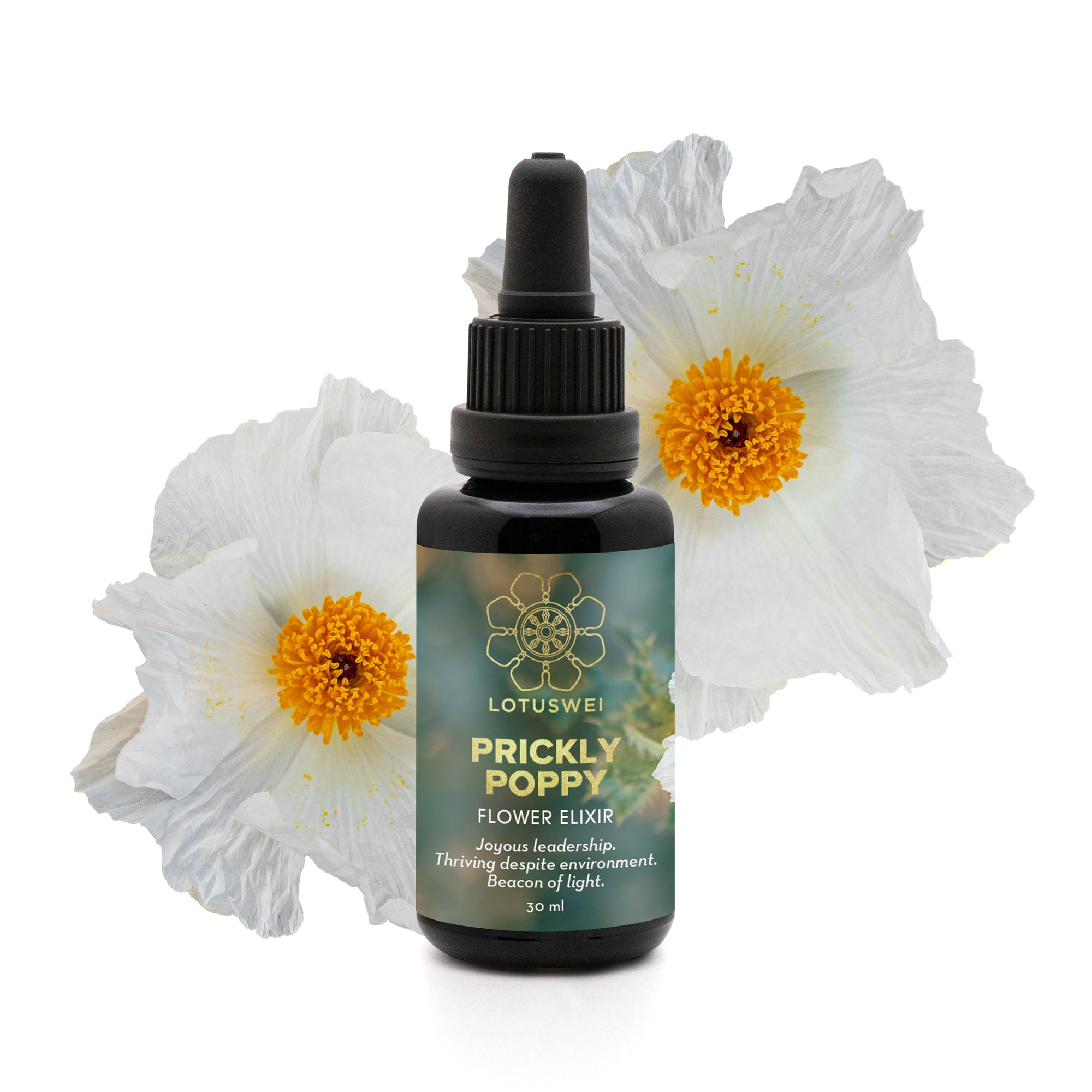 Prickly Poppy Flower Elixir