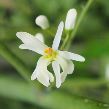 FLOWEREVOLUTION