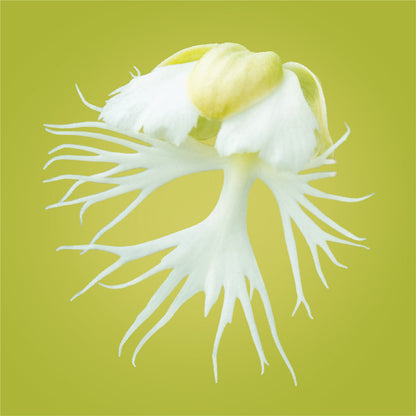 Western Prairie Fringed Orchid Elixir